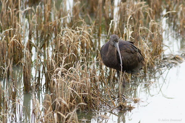 Ibis falcinelle — Plegadis falcinellus (Linnaeus, 1766), (Parc Naturel du Delta de l'Ebre (Catalogne), Espagne, le 05/02/2022)