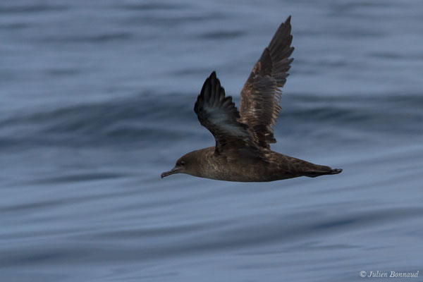 Puffin fuligineux – Ardenna grisea (Gmelin, JF, 1789), (Sagres (Vila do Bispo), (Algarve), Portugal, le 31/08/2018)