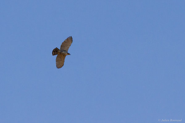 Aigle orné — Spizaetus ornatus (Daudin, 1800), (Yaou, Maripassoula, Guyane, le 20/09/2016)