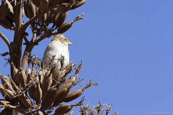 Moineau espagnol – Passer hispaniolensis (Temminck, 1820), (La Matilla, Fuerteventura, (Iles Canaries, Espagne), le 18/02/2022)