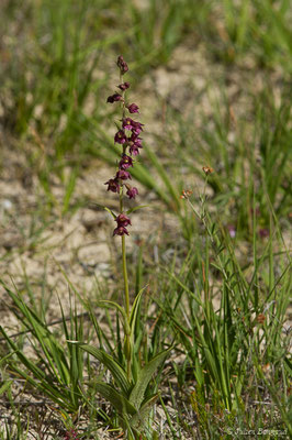 Épipactis rouge sombre — Epipactis atrorubens (Hoffm.) Besser, 1809