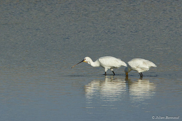 Spatule blanche — Platalea leucorodia Linnaeus, 1758, (adultes) (Réserve Naturelle des Marais de Séné (56), France, le 19/11/2017)