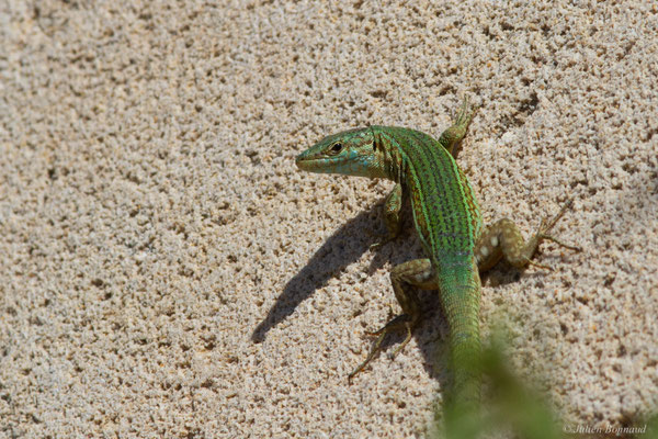 Lézard des Pityuses — Podarcis pityusensis (Boscá, 1883)
