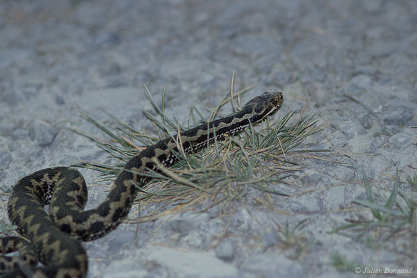 Vipère aspic – Vipera aspis (Linnaeus, 1758), (Station de ski de Gourette, Eaux-Bonnes, France, 14/09/2020)