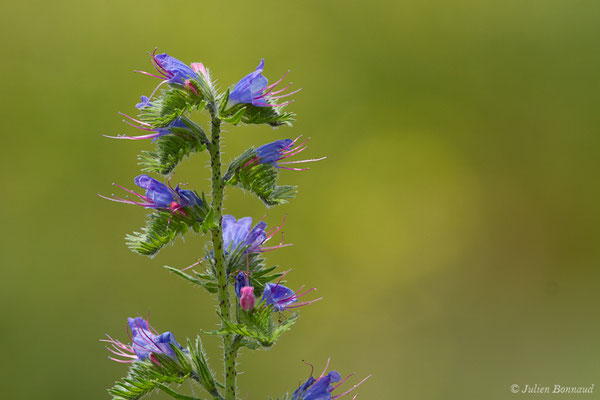 Vipérine commune, Vipérine vulgaire — Echium vulgare L., 1753, (Mont-de-Marsan (40), France, le 28/06/2021)