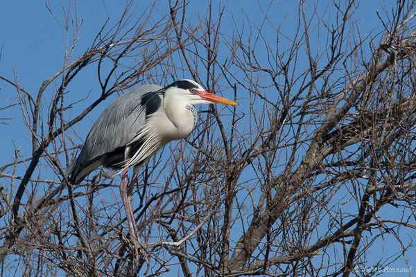 Héron cendré — Ardea cinerea Linnaeus, 1758, (Parc ornithologique de Pont de Gau (13), France, le 20/02/2020)