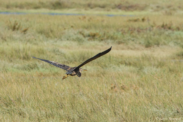 Héron pourpré — Ardea purpurea Linnaeus, 1766, (Marais de l'Odiel, Palos de la Frontera (Andalousie), Espagne, le 07/08/2020)