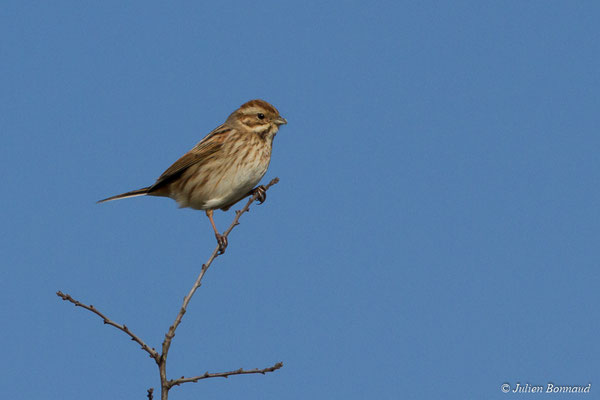 Bruant des roseaux — Emberiza schoeniclus (Linnaeus, 1758), (Baie de Saint-Brieuc, Hillion (22), France, le 22/02/2018)
