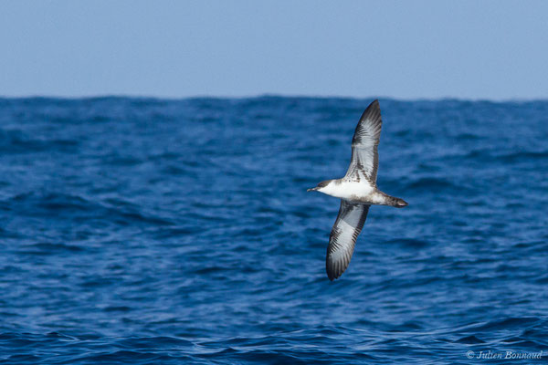 Puffin majeur – Ardenna gravis (O'Reilly, 1818), (Saint-Jean-de-Luz (64), France, le 05/10/2019)