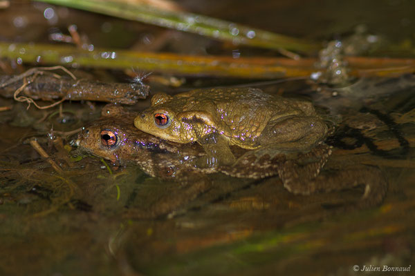 Crapaud épineux — Bufo spinosus (Daudin, 1803), (en amplexus et ponte) (Bayonne (64), France, le 19/03/2021)