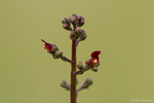 Scrofulaire des chiens — Scrophularia canina L., 1753, (Monein (64), France, le 02/06/2020)