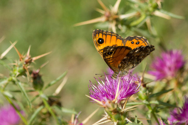 Mégère corse — Lasiommata paramegaera (Hübner, 1824), (Forêt d'Aitone, Évisa (2A), France, le 11/09/2019)