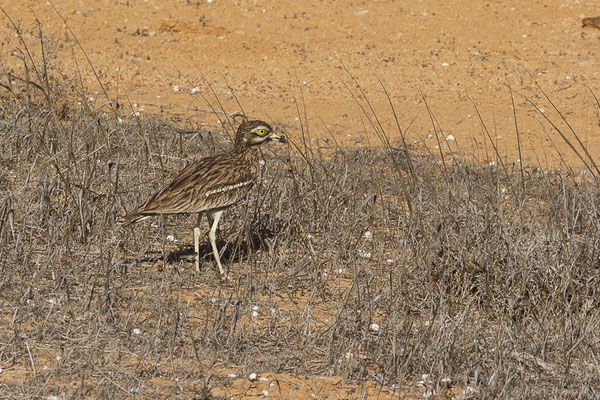 Œdicnème criard — Burhinus oedicnemus insularum (Sassi, 1908), (La Matilla, Fuerteventura, (Iles Canaries, Espagne), le 16/02/2022)