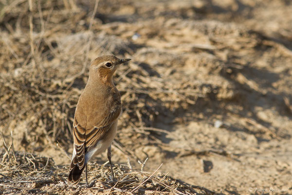 Traquet motteux — Oenanthe oenanthe (Linnaeus, 1758), (Bardenas Real, Tudela (Aragon), Espagne, le 30/09/2021)