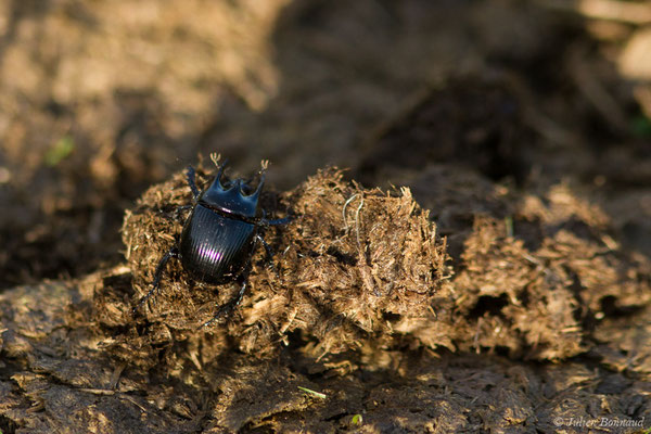 Minotaure, Minotaure typhée — Typhaeus typhoeus (Linnaeus, 1758), (mâle), (Parbayse (64), France, le 24/11/2018)