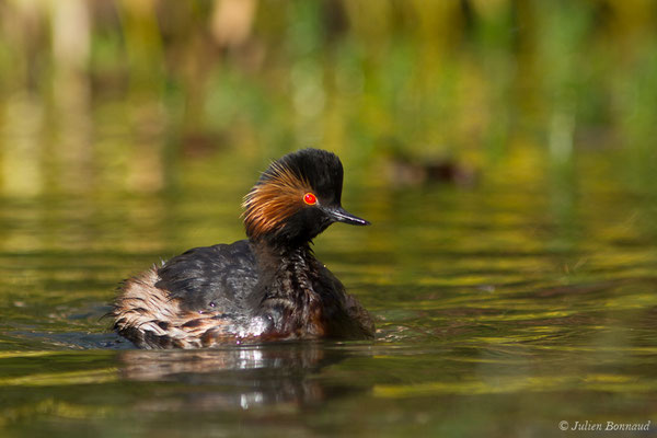 Grèbe à cou noir — Podiceps nigricollis Brehm, CL, 1831, (adulte en plumage nuptial) (parc animalier des Pyrénées, France, le 01/04/2018)