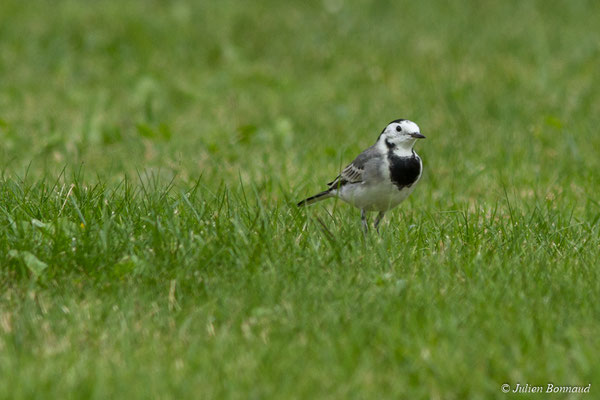 Bergeronnette grise – Motacilla alba Linnaeus, 1758, (adulte en plumage d'hiver) (Ger (64), France, le 19/10/2017)