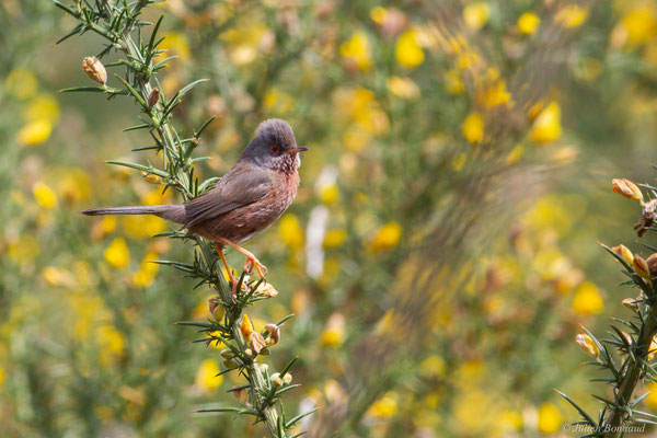 Fauvette pitchou — Sylvia undata (Boddaert, 1783), (Saint-Martin-d'Oney (40), France, le 17/04/2025)