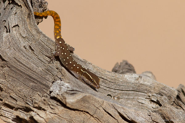 Saurodactyle d'El Mouden — Saurodactylus elmoudenii Javanmardi, Vogler and Joger, 2019