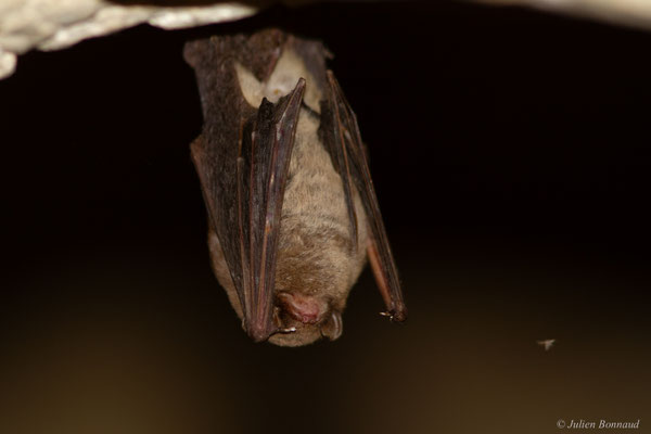 Minioptère de Schreibers — Miniopterus schreibersii (Natterer in Kuhl, 1817)