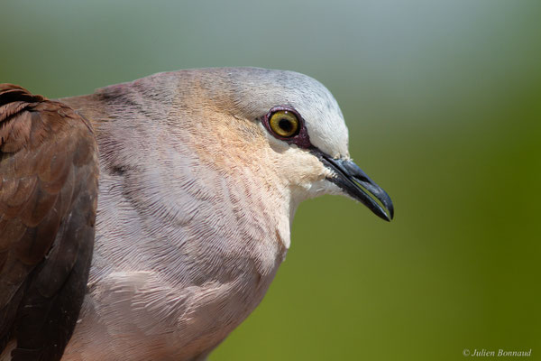 Colombe à front gris — Leptotila rufaxilla (Richard & Bernard, 1792)