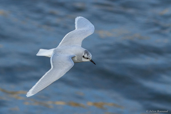 Mouette pygmée — Hydrocoloeus minutus (Pallas, 1776), (Capbreton (40), France, le 02/12/2022)