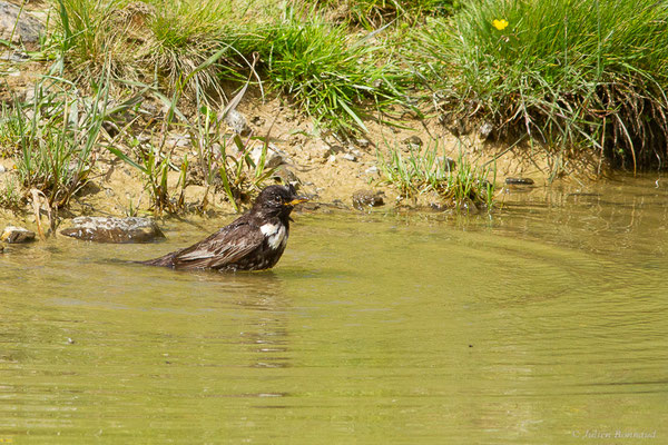 Merle à plastron — Turdus torquatus Linnaeus, 1758, (Station de ski de La Pierre Saint-Martin, Arette (64), France, le 06/07/2023)