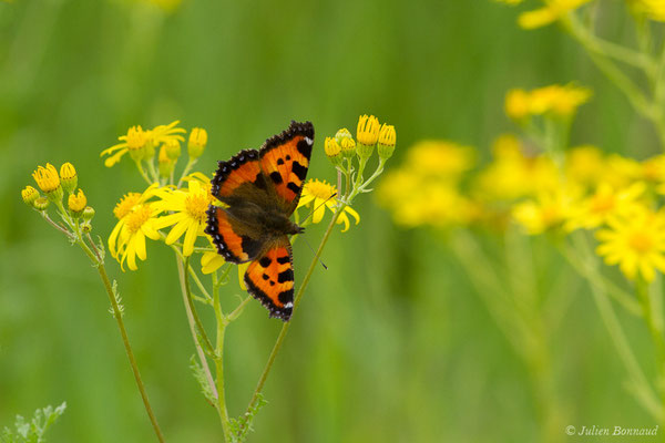 Petite tortue ou Vanesse de l'ortie — Aglais urticae (Linnaeus, 1758), (La Barne, Jû-Belloc (32), France, le 29/05/2018)