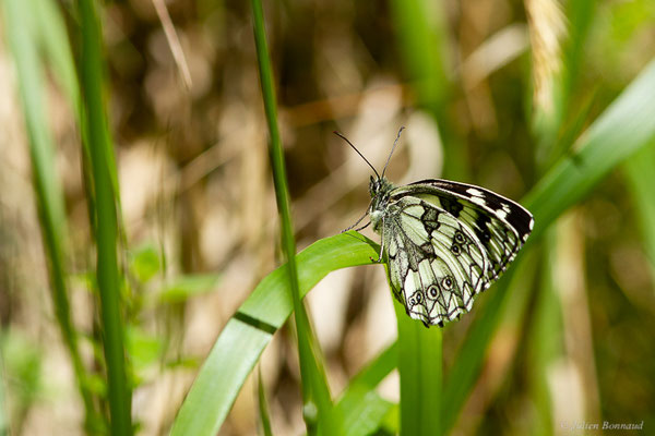 Demi-deuil — Melanargia galathea (Linnaeus, 1758), (Fort du Portalet, Etsaut (64), France, le 28/06/2022)