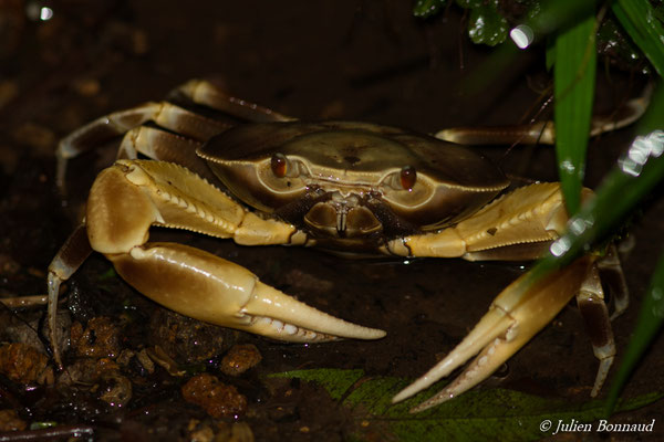 Crabe cirique de rivière (Guinotia dentata)