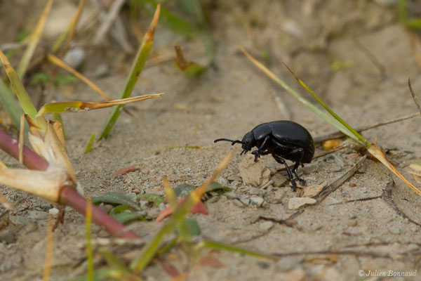 Crache-sang (Timarcha tenebricosa) (Bidart (64), France, le 09/11/2018)