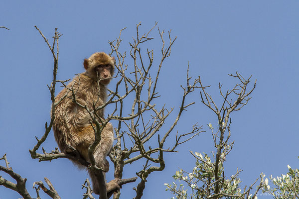 Magot, Macaque berbère, Macaque de Barbarie – Macaca sylvanus (Linnaeus, 1758), (Tarifa (Andalousie), Espagne, le 02/08/2020)