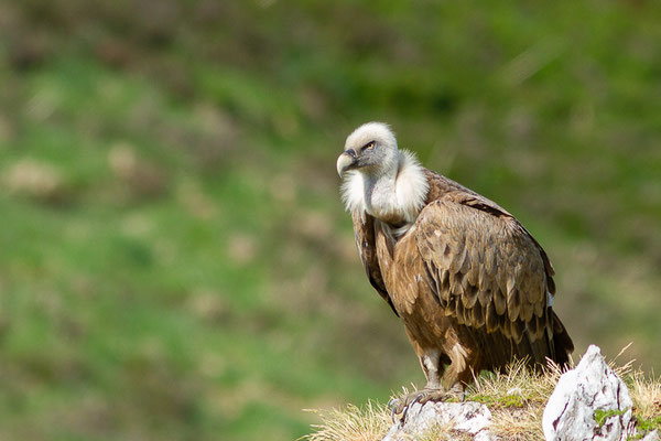 Vautour fauve — Gyps fulvus (Hablizl, 1783), (station de ski de Gourette, Eaux-Bonnes (64), France, le 27/05/2022)