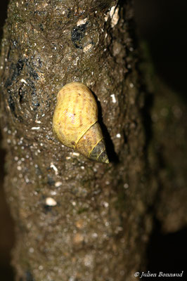 Echinolittorina ziczac (Route des plages, Remire-Montjoly, le 05/08/2014)