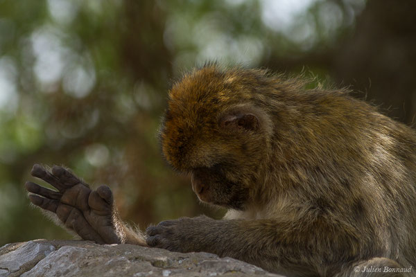 Magot, Macaque berbère, Macaque de Barbarie — Macaca sylvanus (Linnaeus, 1758)