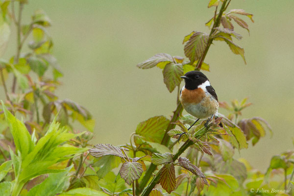 Tarier pâtre — Saxicola rubicola (Linnaeus, 1766), (mâle adulte) (Braud-et-Saint-Louis (33), France, le 09/05/2019)