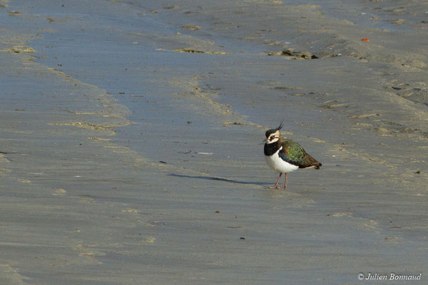 Vanneau huppé — Vanellus vanellus (Linnaeus, 1758), (hivernants) (Baie de Saint-Brieuc, Hillion (22), France, le 24/11/2017)