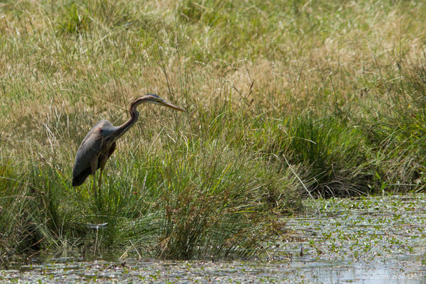 Héron pourpré — Ardea purpurea Linnaeus, 1766, (Saint-Thomas-de-Conac (17), France, le 21/06/2018)