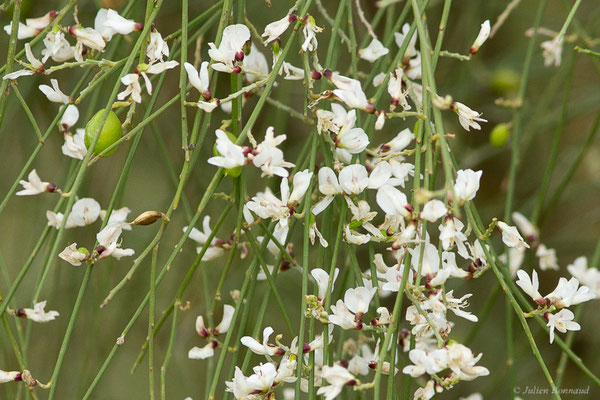 Genêt blanc, Retam blanc — Retama monosperma (L.) Boiss.