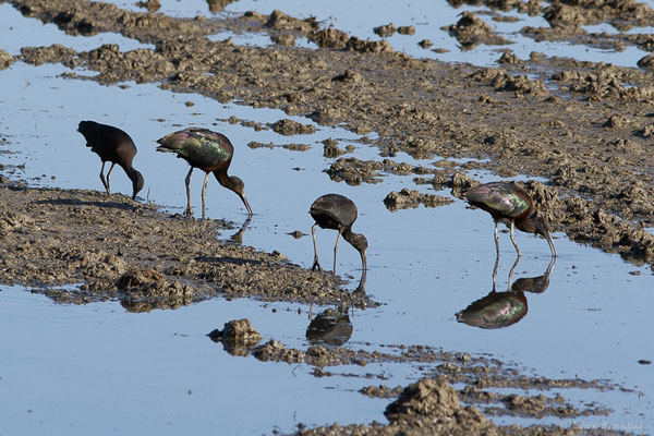 Ibis falcinelle — Plegadis falcinellus (Linnaeus, 1766), (Parc Naturel du Delta de l'Ebre (Catalogne), Espagne, le 06/02/2022)