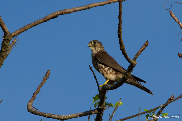 Faucon émerillon – Falco columbarius Linnaeus, 1758, (route de Guatémala, Guyane le 04/12/2016)