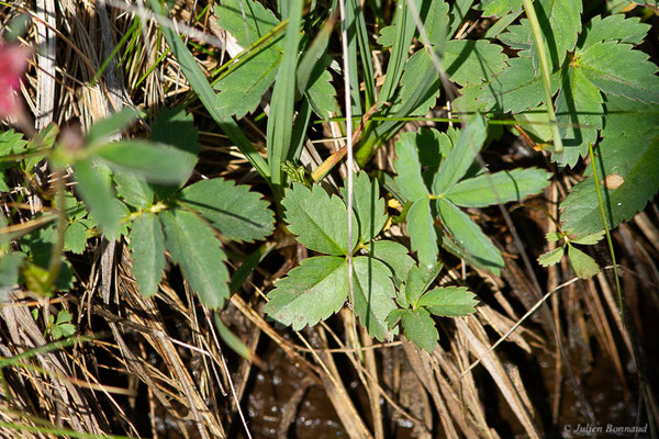 Potentille des marais — Comarum palustre L., 1753, (Col de Puymorens, Porté-Puymorens (66), le 10/07/2023)