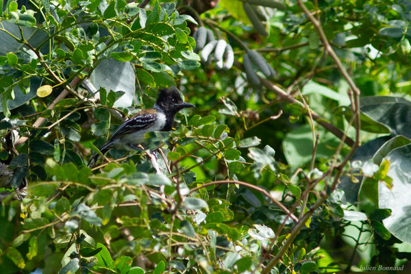 Batara huppé — Sakesphorus canadensis (Linnaeus, 1766), (Mana, Guyane, le 19/08/2016)