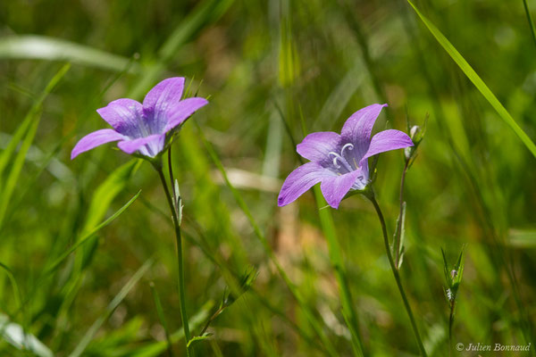 Campanule étalée — Campanula patula L., 1753, (Hameau du Plan, Saint-Béat (31), France, le 26/06/2018)