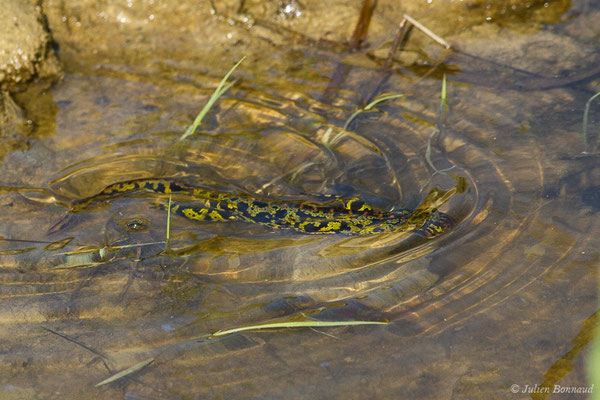 Triton marbré – Triturus marmoratus (Latreille, 1800), (Arbus (64), France, le 25/06/2019)