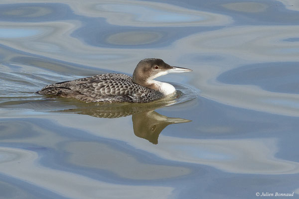 Plongeon imbrin – Gavia immer (Brünnich, 1764), (Parc écologique Plaiaundi, Irun, Espagne, le 12/12/2021)