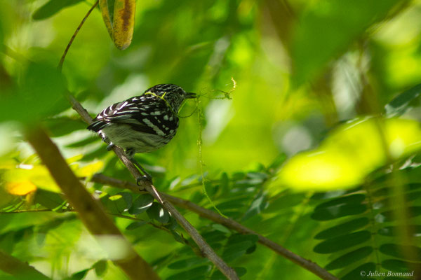 Myrmidon du Suriname — Myrmotherula surinamensis (Gmelin, 1788), (Lac de Petit-Saut, Sinnamary, Guyane, le 07/07/2016)