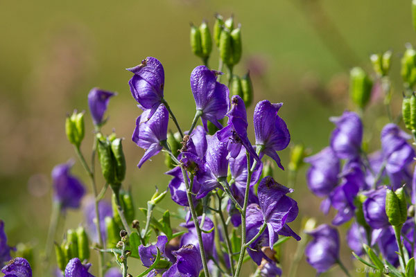 Aconit napel — Aconitum napellus L., 1753