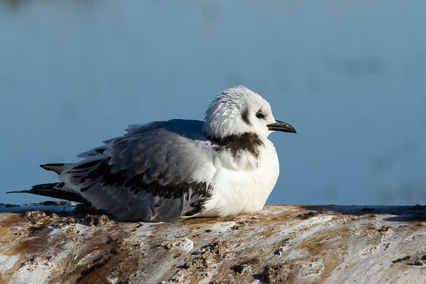Mouette tridactyle — Rissa tridactyla (Linnaeus, 1758), (Guiche (64), France, le 10/12/2022)