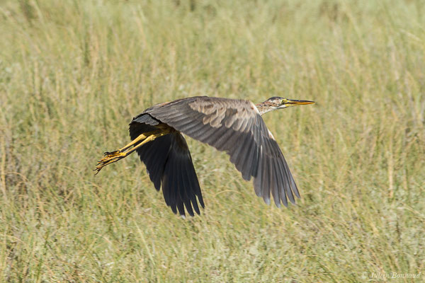 Héron pourpré — Ardea purpurea Linnaeus, 1766, (Marais de l'Odiel, Palos de la Frontera (Andalousie), Espagne, le 07/08/2020)